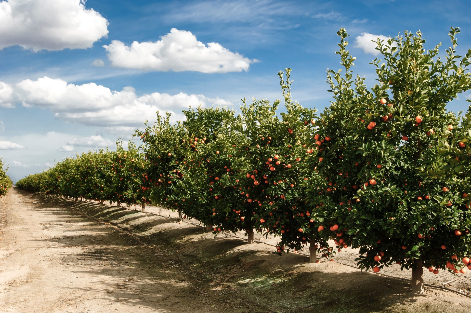 Orchard of Mandarin Orange Trees