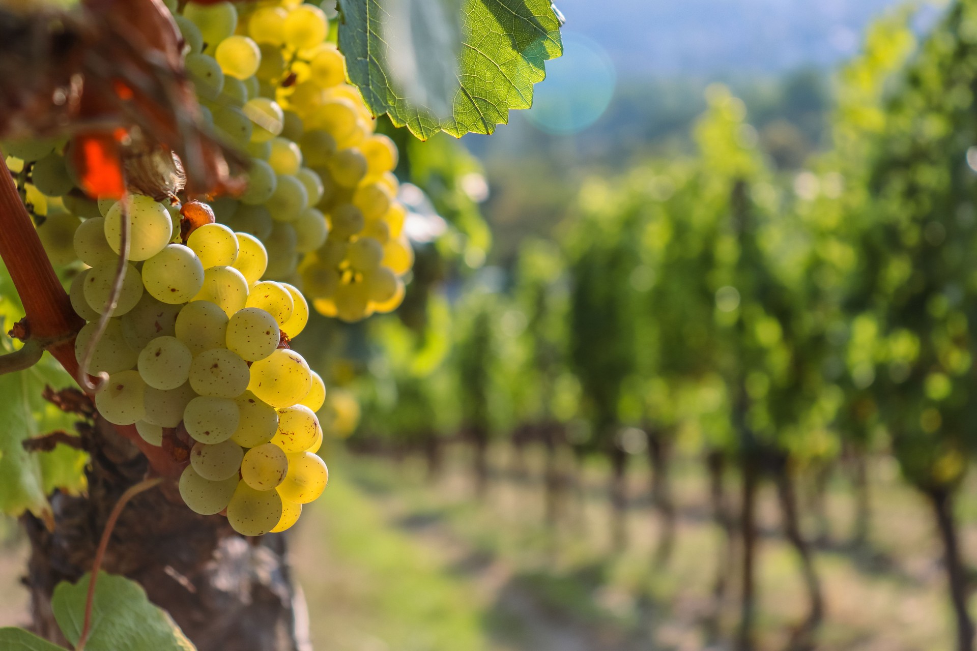 Wine grapes on cordon at vineyard before harvest. Close up of the big vine grapes bunch on a beautiful sunny day. Selective focus. Against the light.