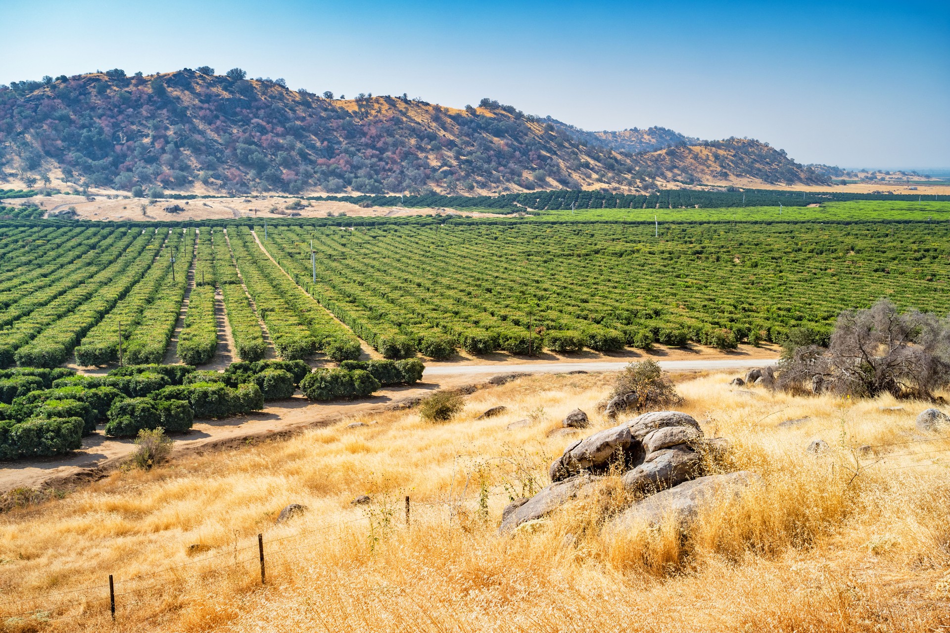 Orange orchards near Bakersfield California USA